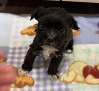 Olaf , a male Miniature Schnauzer and Yorkshire Terrier for sale in Prestonsburg, KY – Photo 5 of 7