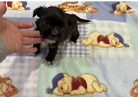 Olaf , a male Miniature Schnauzer and Yorkshire Terrier for sale in Prestonsburg, KY – Photo 7 of 7