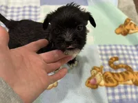 Olaf , a male Miniature Schnauzer and Yorkshire Terrier for sale in Prestonsburg, KY – Photo 6 of 7