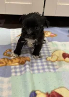 Olaf , a male Miniature Schnauzer and Yorkshire Terrier for sale in Prestonsburg, KY – Photo 4 of 7