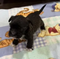 Olaf , a male Miniature Schnauzer and Yorkshire Terrier for sale in Prestonsburg, KY – Photo 1 of 7