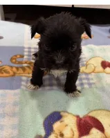 Olaf , a male Miniature Schnauzer and Yorkshire Terrier for sale in Prestonsburg, KY – Photo 3 of 7