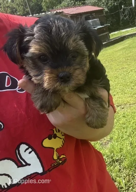 Bentley  – Yorkshire Terrier puppy for sale in Prestonsburg, KY