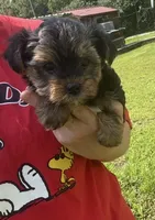 Bentley , a male Yorkshire Terrier for sale in Prestonsburg, KY – 1 of 5
