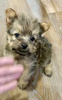 Brownie , a male Morkie for sale in Prestonsburg, KY – 2 of 4
