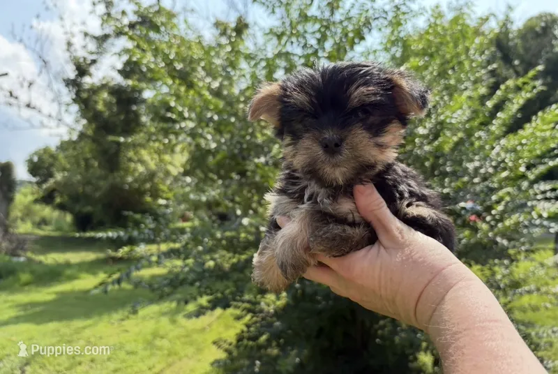 LITTLE BAMBAM  – Yorkshire Terrier puppy for sale in Prestonsburg, KY
