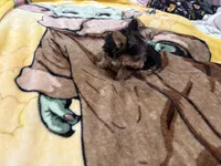Timmy , a male Yorkshire Terrier for sale in Prestonsburg, KY – 4 of 4