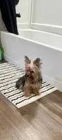 Pebbles , a female Yorkshire Terrier for sale in Prestonsburg, KY – 2 of 2