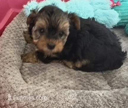 Bentley – Yorkshire Terrier puppy for sale in Prestonsburg, KY