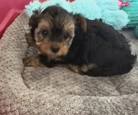 Bentley, a male Yorkshire Terrier for sale in Prestonsburg, KY – 1 of 4