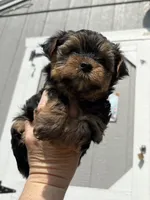 Boomer , a male Yorkshire Terrier for sale in Prestonsburg, KY – 5 of 5