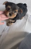 BOOMER, a male Yorkshire Terrier for sale in Prestonsburg, KY – 2 of 3