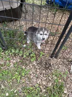 Queen , a female Siberian Husky for sale in Prestonsburg, KY – 2 of 3