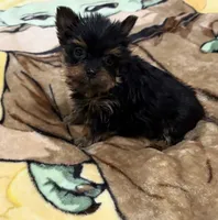 Micky mouse , a male Yorkshire Terrier for sale in Prestonsburg, KY – 3 of 3