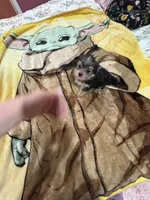 Timmy , a male Yorkshire Terrier for sale in Prestonsburg, KY – 2 of 4