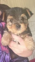 Boomer , a male Yorkshire Terrier for sale in Prestonsburg, KY – 3 of 6