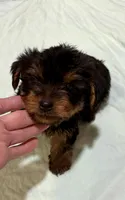 Yogi, a male Yorkshire Terrier for sale in Prestonsburg, KY – 4 of 5