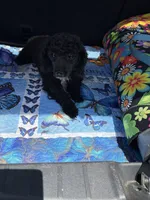 Piper , a female Poodle - Toy  for sale in Prestonsburg, KY – 3 of 3