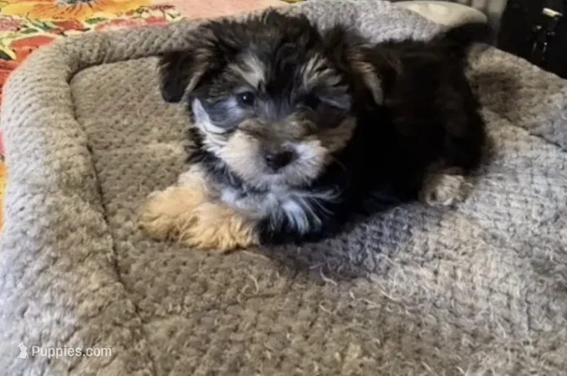 Maxwell  – Morkie puppy for sale in Prestonsburg, KY