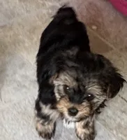 Bentley , a male Yorkshire Terrier for sale in Prestonsburg, KY – 2 of 4