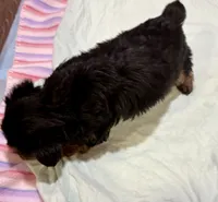 Yogi, a male Yorkshire Terrier for sale in Prestonsburg, KY – 2 of 5