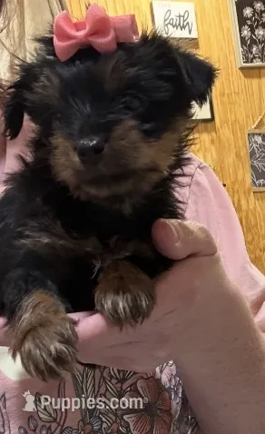 Pixie  – Yorkshire Terrier puppy for sale in Prestonsburg, KY