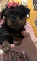 Pixie , a female Yorkshire Terrier for sale in Prestonsburg, KY – 1 of 4