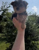 Boomer , a male Yorkshire Terrier for sale in Prestonsburg, KY – 2 of 5