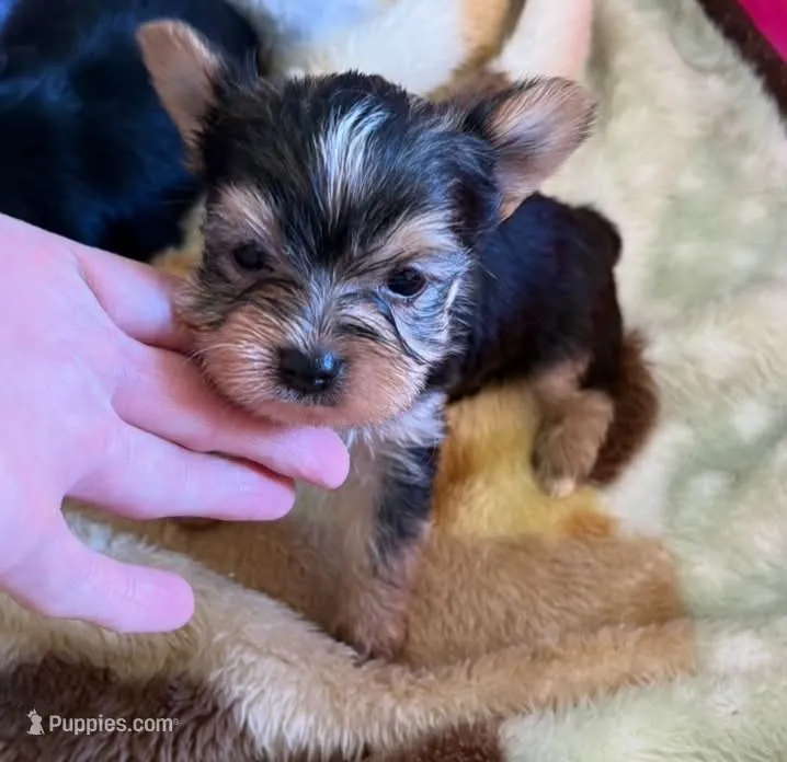 timmy – Yorkshire Terrier puppy for sale in Prestonsburg, KY