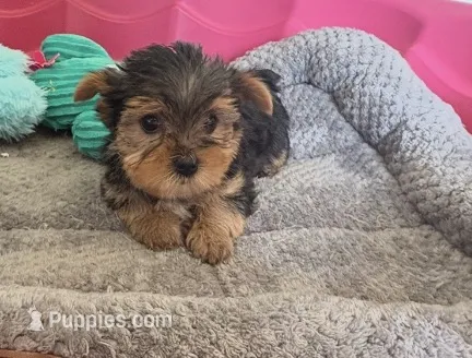 Boomer  – Yorkshire Terrier puppy for sale in Prestonsburg, KY