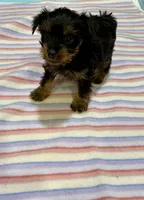 Pixie , a female Yorkshire Terrier for sale in Prestonsburg, KY – 3 of 7