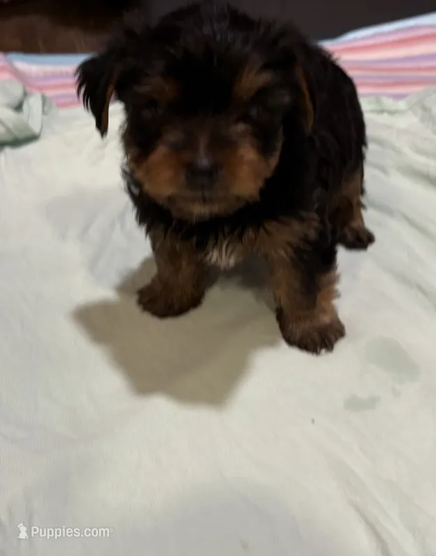 Yogi – Yorkshire Terrier puppy for sale in Prestonsburg, KY
