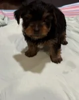Yogi, a male Yorkshire Terrier for sale in Prestonsburg, KY – 1 of 5