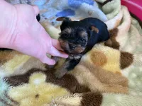 winston, a male Yorkshire Terrier for sale in Prestonsburg, KY – 1 of 2