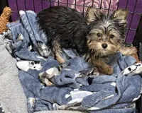 Pebbles , a female Yorkshire Terrier for sale in Prestonsburg, KY – Photo 2 of 7