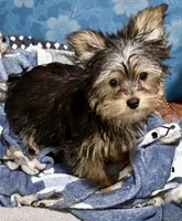 Pebbles , a female Yorkshire Terrier for sale in Prestonsburg, KY – Photo 1 of 7