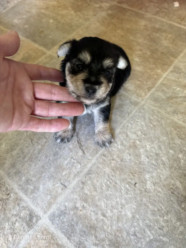 Black and gold morkie , a male Morkie for sale in Prestonsburg, KY – 1 of 1