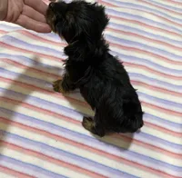 Pixie , a female Yorkshire Terrier for sale in Prestonsburg, KY – 3 of 6