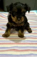 Pixie , a female Yorkshire Terrier for sale in Prestonsburg, KY – 2 of 6