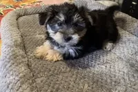 Maxwell , a male Morkie for sale in Prestonsburg, KY – 2 of 3