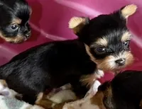 dolly belle, a female Yorkshire Terrier for sale in Prestonsburg, KY – 2 of 2