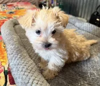 Elmo, a male Morkie for sale in Prestonsburg, KY – 2 of 5