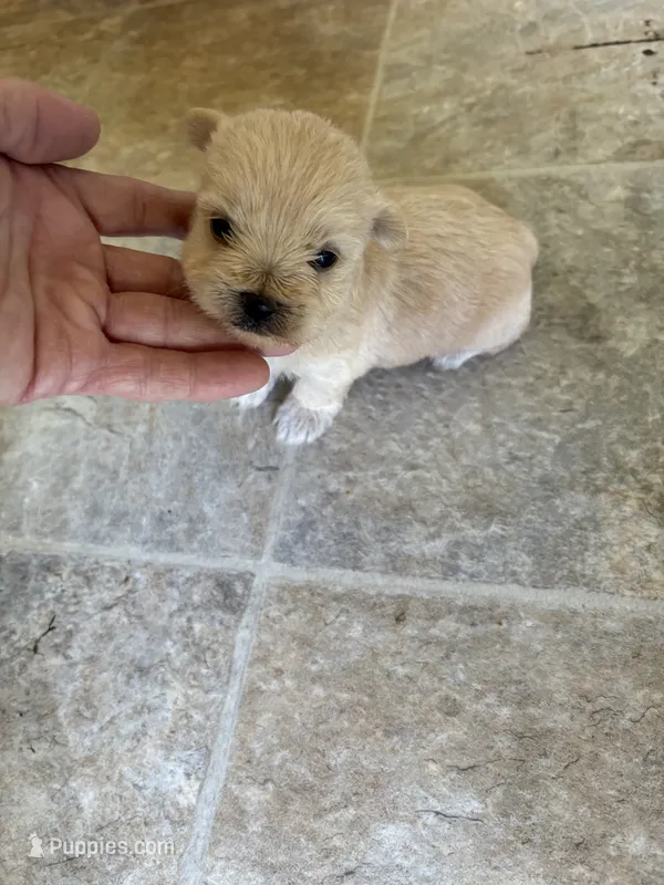 Gold male morkie **TINY** – Morkie puppy for sale in Prestonsburg, KY