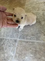 Gold male morkie **TINY**, a male Morkie for sale in Prestonsburg, KY – 1 of 1