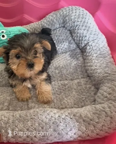 Boomer  – Yorkshire Terrier puppy for sale in Prestonsburg, KY
