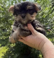 Bam bam , a male Yorkshire Terrier for sale in Prestonsburg, KY – 2 of 5
