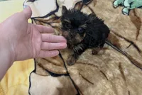Micky , a male Yorkshire Terrier for sale in Prestonsburg, KY – 2 of 3