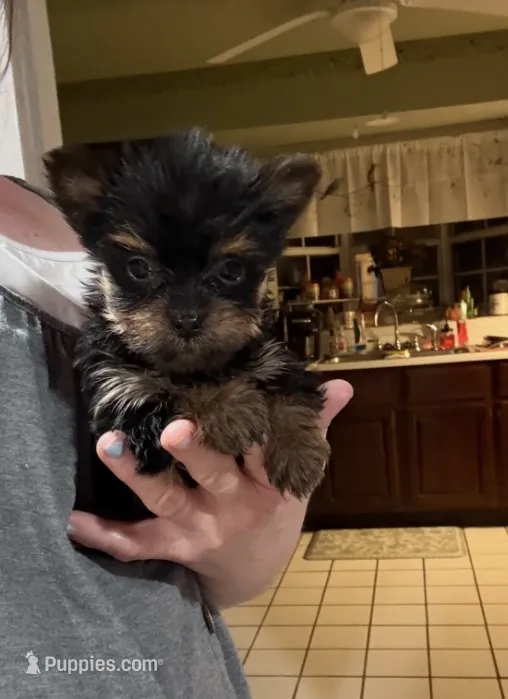 Micky  – Yorkshire Terrier puppy for sale in Prestonsburg, KY