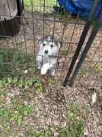 Queen , a female Siberian Husky for sale in Prestonsburg, KY – 1 of 3