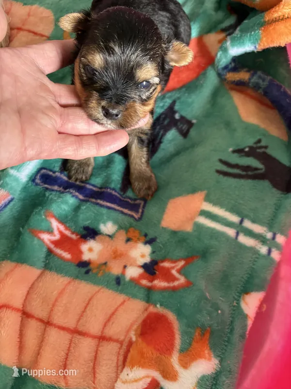 Ckc male yorkie 1  – Yorkshire Terrier puppy for sale in Prestonsburg, KY